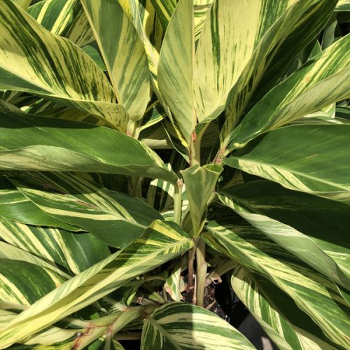 Variegated Ginger