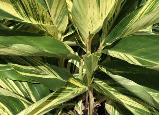 Varigated Ginger