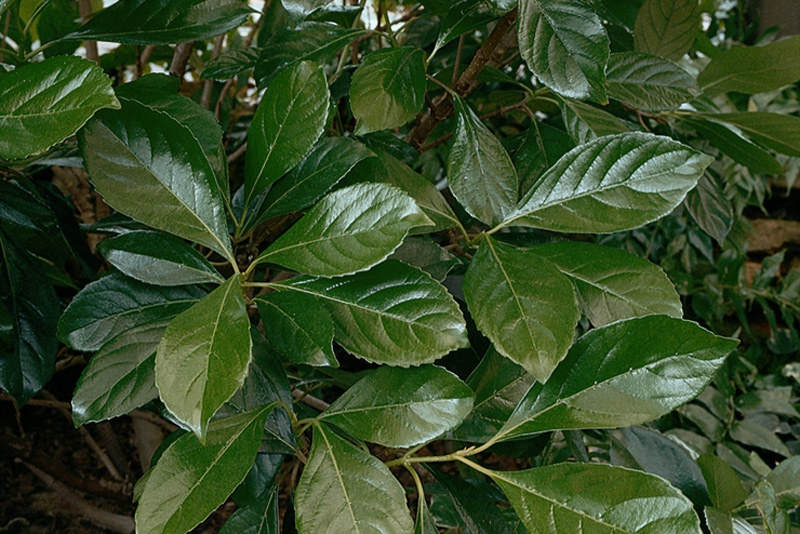 Viburnum Awabuki