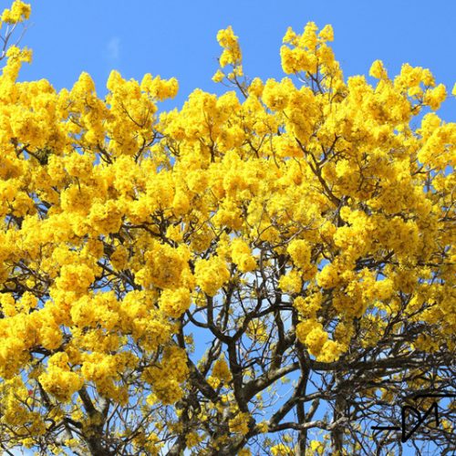 Tabebuia