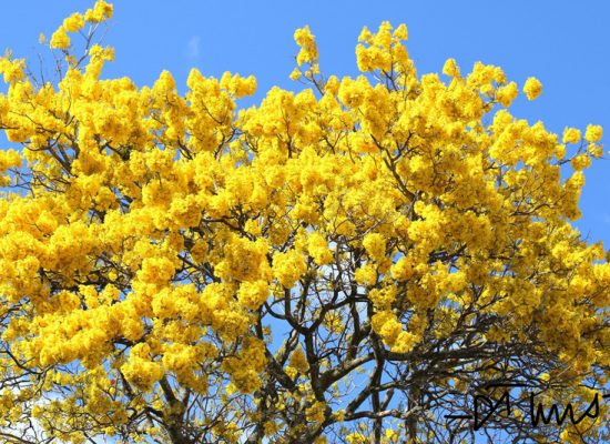 tabebulia