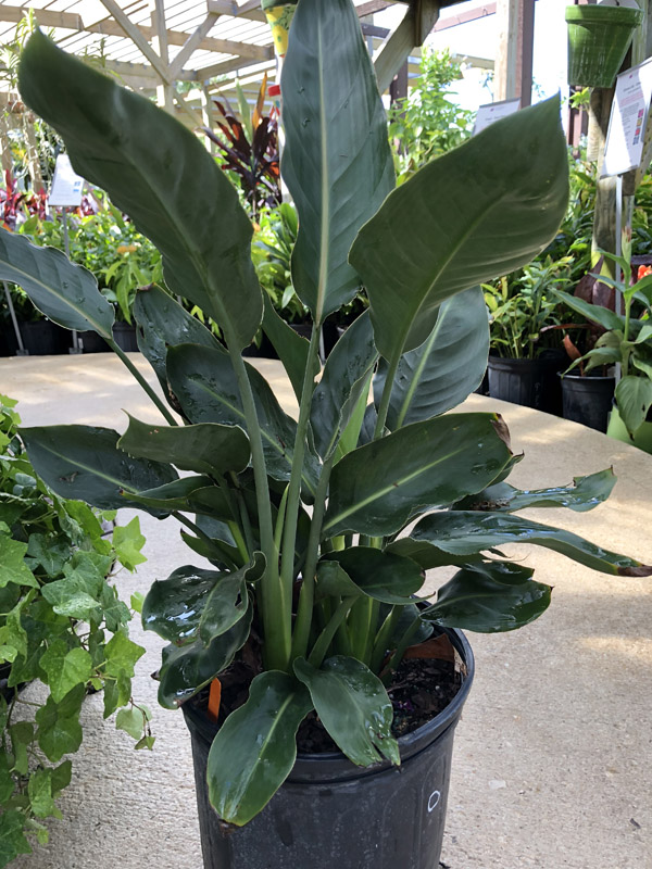 Bird of Paradise - Image 3