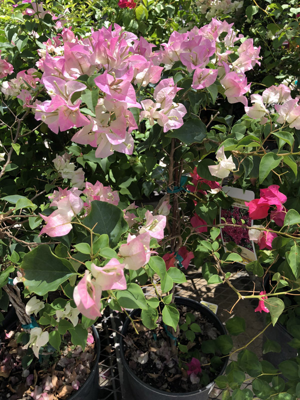 Bouganvellia - Image 4