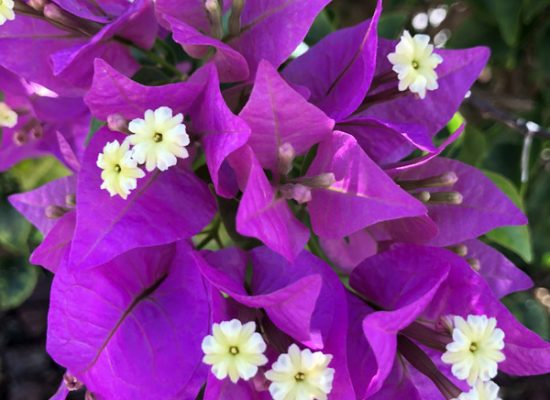 Bouganviela flower