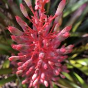 Bromeliad bloom