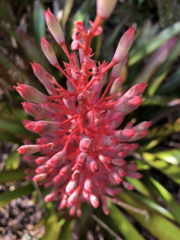 Bromeliad - Image 3