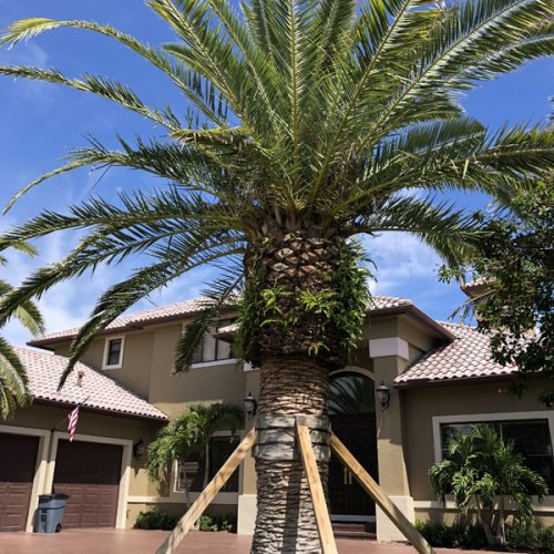 Canary Island Date Palm