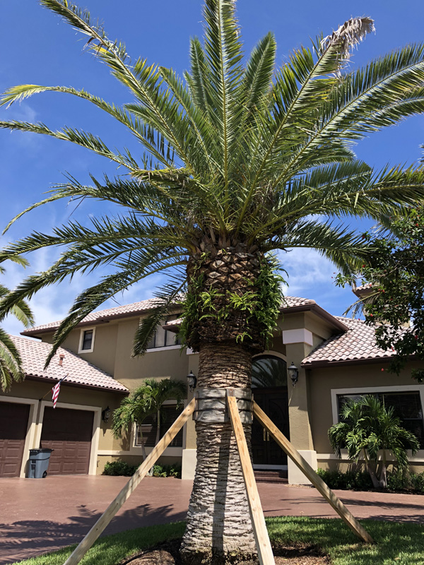 Canary Island Date Palm