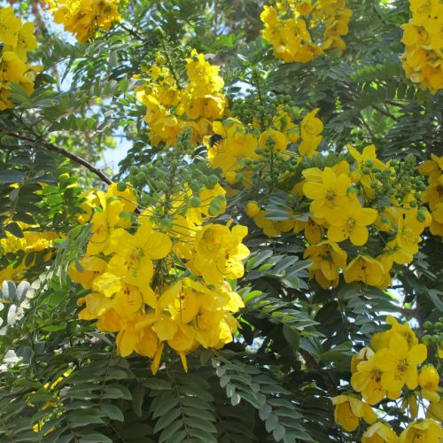 Cassia Tree