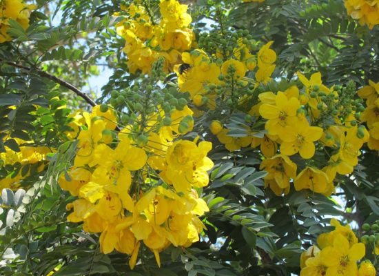 Cassia flower