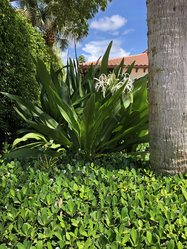 Crinum Lily - Image 5