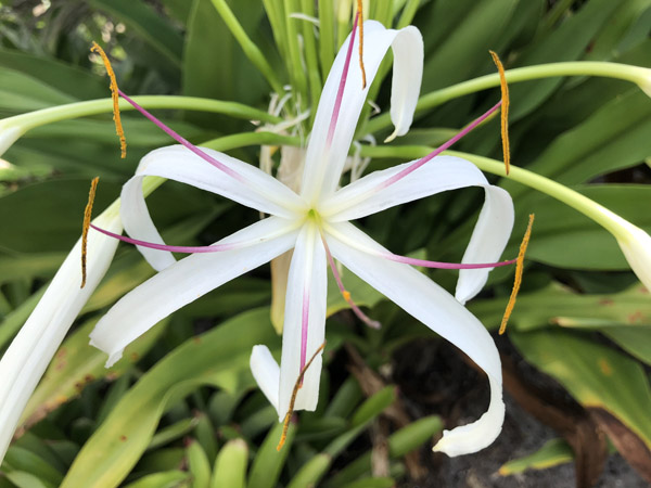 Crinum Lily - Image 2