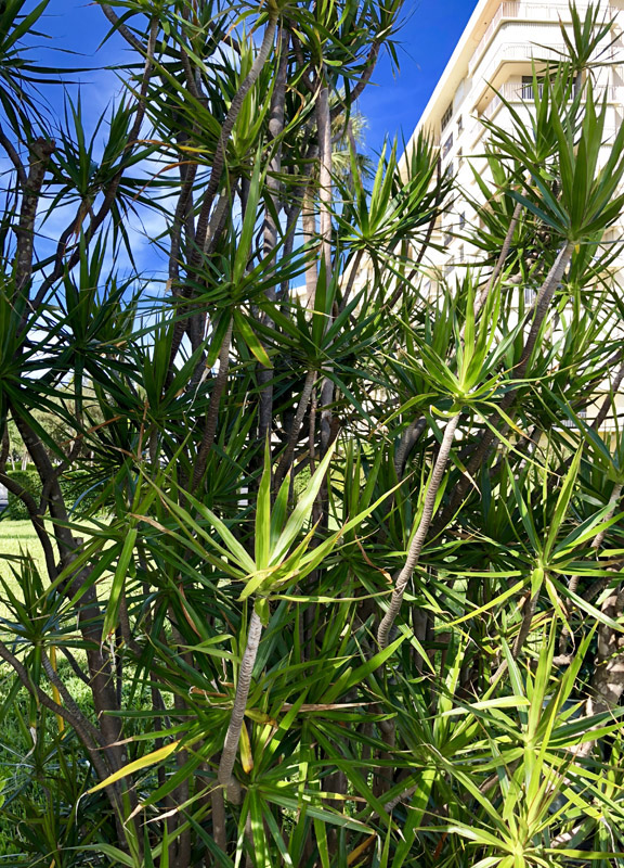 Dracena Marginata - Image 2