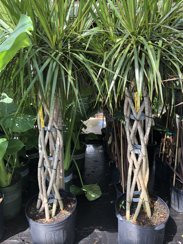 Dracena Marginata - Image 3