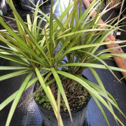 Dracena marginata 4