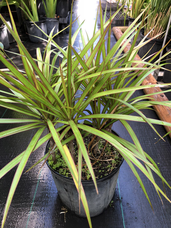 Dracena Marginata - Image 4