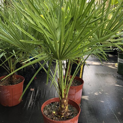 European Fan Palm