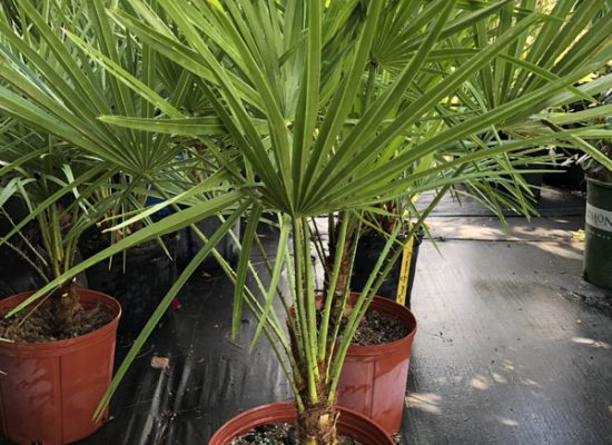 European Fan Palm 2