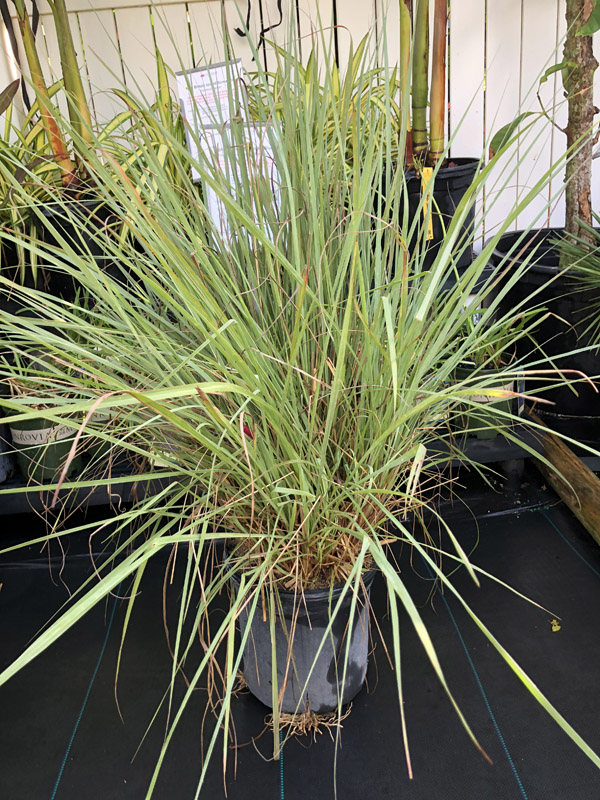 Fakahatchee Grass