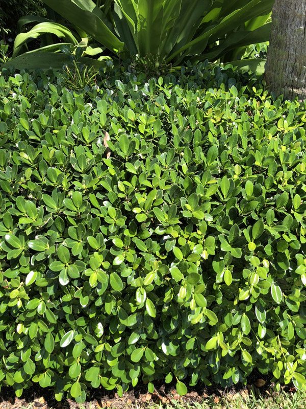 Green Island Ficus - Image 3