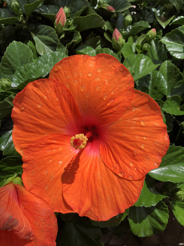 Hibiscus - Image 2