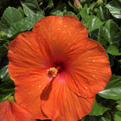 Hibiscus