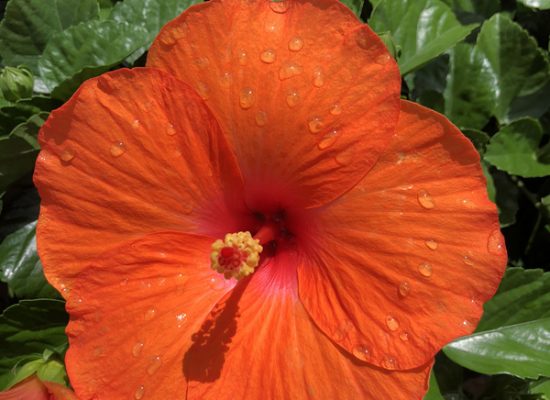 Hibiscus