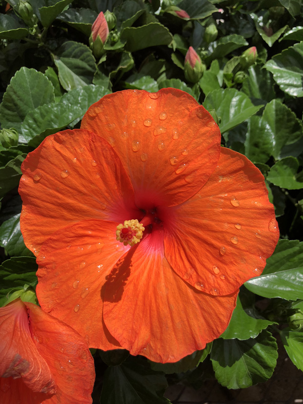Hibiscus