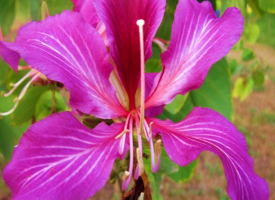 Hong kong orchid flower