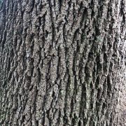 Live oak bark