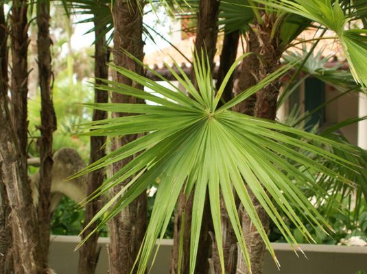 Paurotis-Palm-