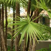 Paurotis-Palm-