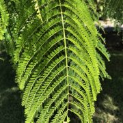 Royal Poinciana Leaf