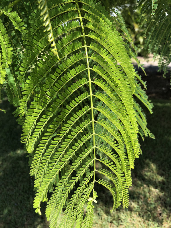 Royal Poinciana - Image 3