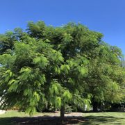 Royal Poinciana no flowers