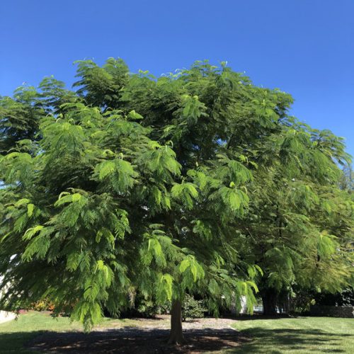 Royal Poinciana