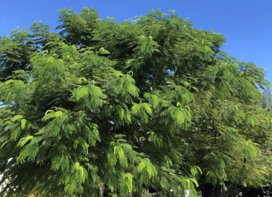 Royal Poinciana no flowers