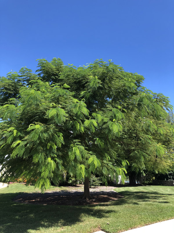 Royal Poinciana