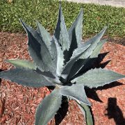 agave 2