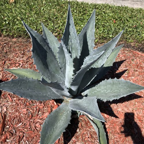 Agave