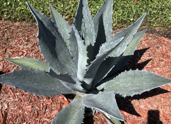 agave 2