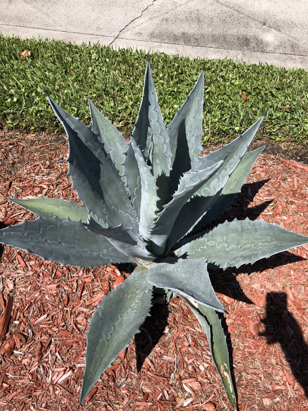 Agave