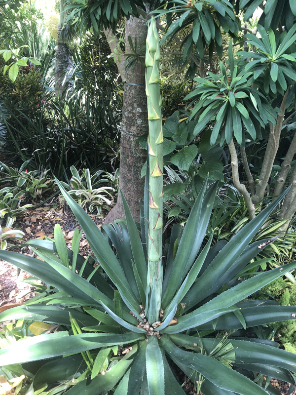 Agave - Image 3