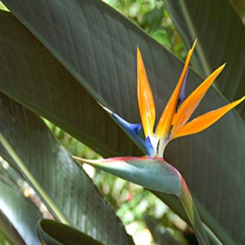 Bird of Paradise