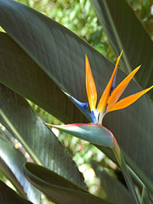 Bird of Paradise