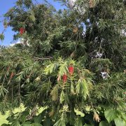 bottlebrush tree-1