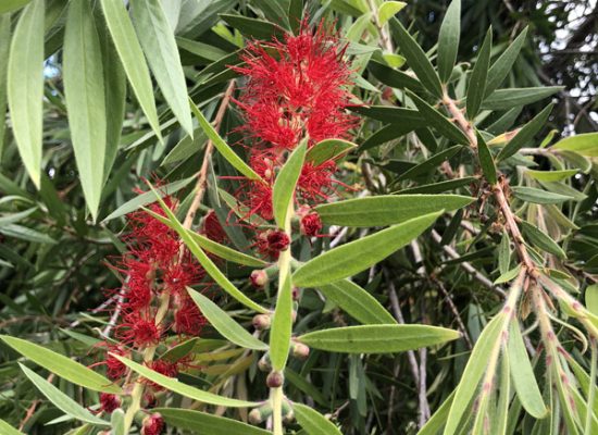 bottlebrush tree-close up
