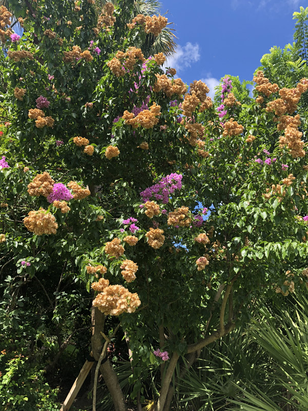 Bouganvellia - Image 3