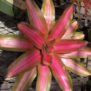 bromeliad