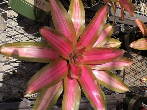 Bromeliad - Image 2